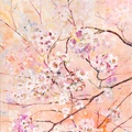Nuvole di fiori di ciliegio
