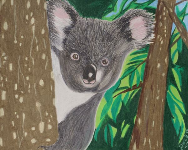 Koala Baby