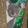 Koala Baby