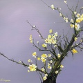 White Blossom