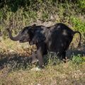 Dancing Dumbo