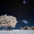 Tree at Graffham Down
