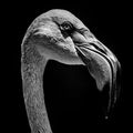 Who's The Bird With The Long Neck