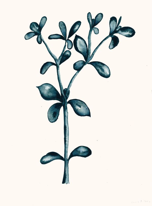 Succulent