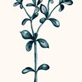 Suculenta