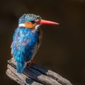 Kingfisher Airlines