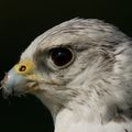 Hawk Eye
