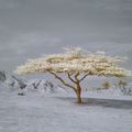 Tatacoa Tree