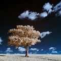 Kithurst Tree #18