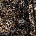 Fallen Leaves And Snow (2019-12-GNY-35)