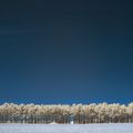 Pine Trees, Odeciexe, Portugal
