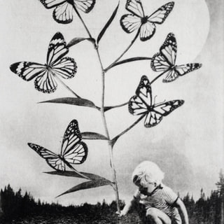 The Boy and The Tree