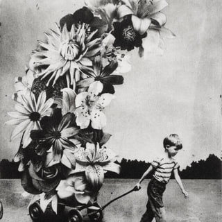 The Boy and The Flowers