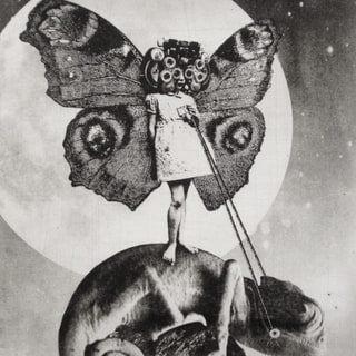 The Girl and The Chameleon