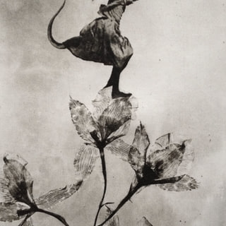 The Girl and The Flower