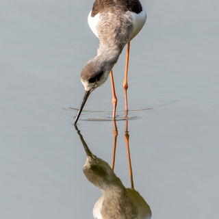 Mirror Image